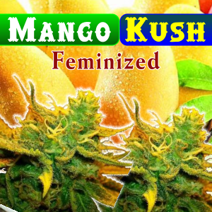 mango-kush-feminized