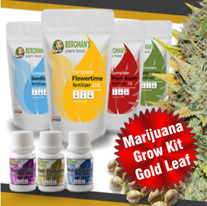 marijuana-grow-kit-gold-leaf