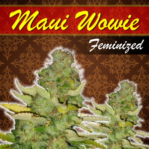 maui-wowie-Feminized