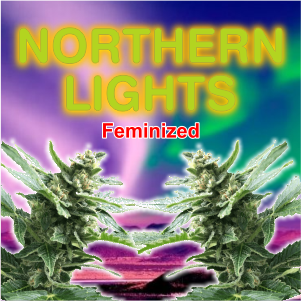 northen-lights-feminized