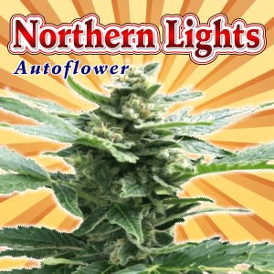 northern-lights-autoflower