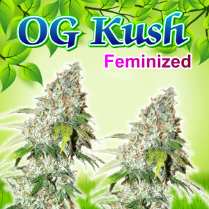 og-kush-feminized