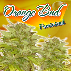 orange-bud-feminized