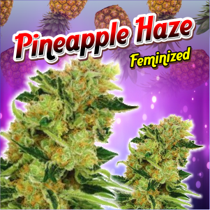 pineapple-haze-feminized