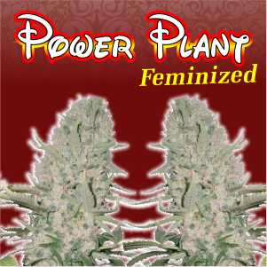 power-plant-feminized