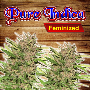 pure-indica-feminized