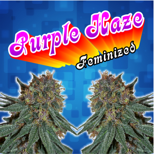 purple-haze-femnized