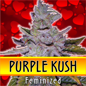 purple-kush-feminized