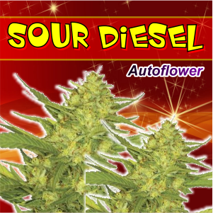 sour-diesel-autoflower