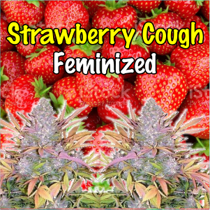 strawberry-cough-feminized