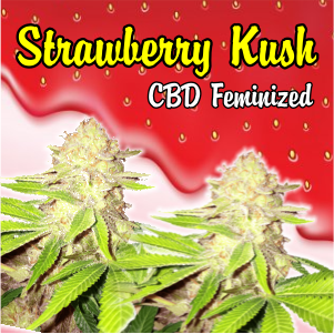 strawberry-kush-cbd-femnized
