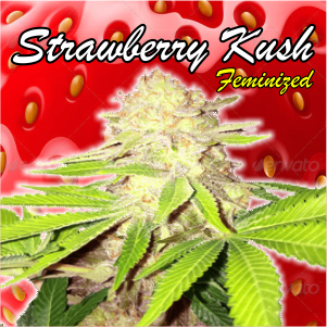 strawberry-kush-feminized