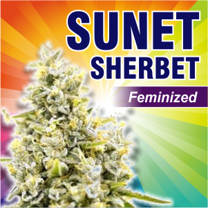 sunset-sherbet-feminized