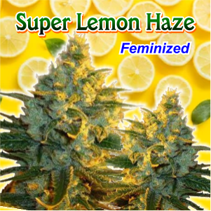 super-lemon-haze-feminized