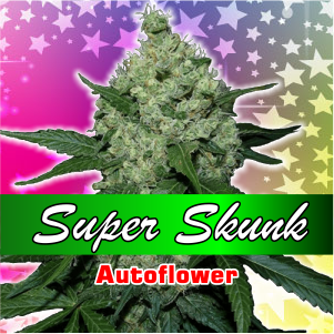 super-skunk-autoflower