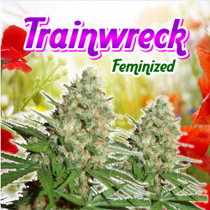 trainwreck-feminized