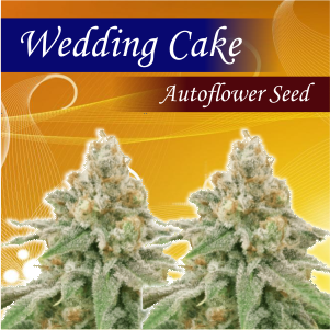 wedding-cake-autoflower-seed