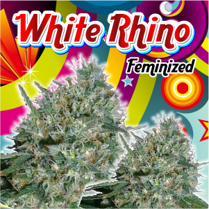white-rhino-feminized