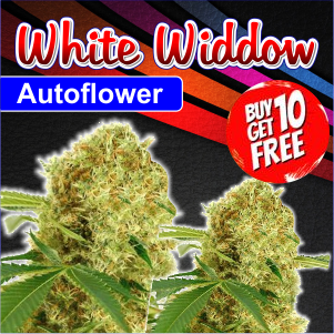 white-widdow-autoflower