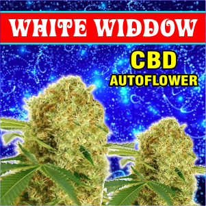 white-widdow-cbd-autoflower