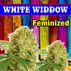 white-widdow-feminized