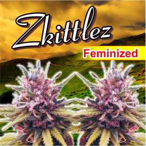 zkillloz-feminized