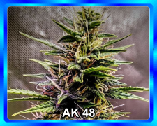 AK-48