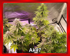 Ak-47