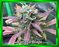 Banana-Blaze