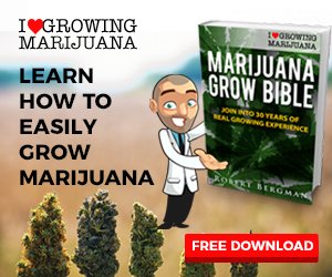 Marijuana Grow Bible