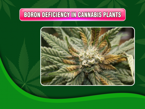boron-deficiency-cannabis-plants