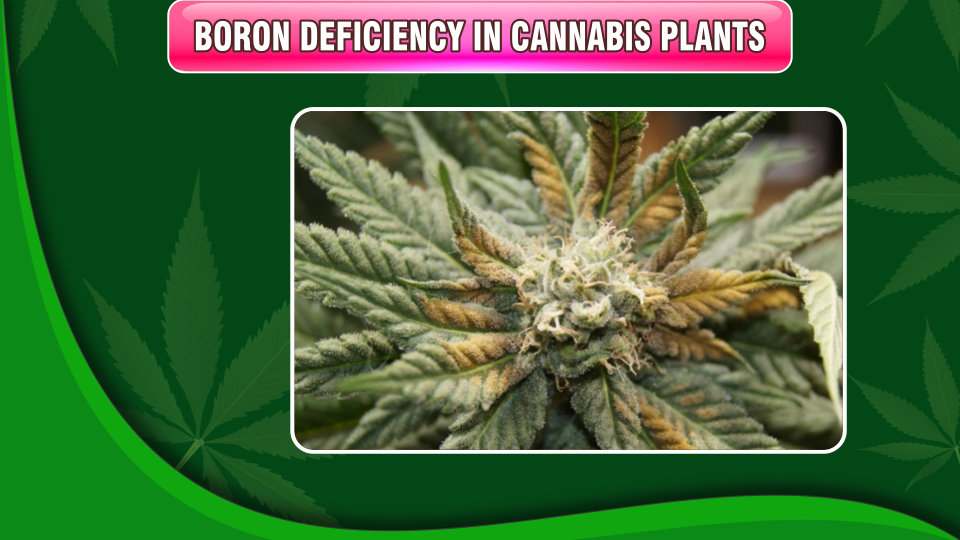 boron-deficiency-cannabis-plants