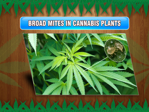 broad mites cannabis plants