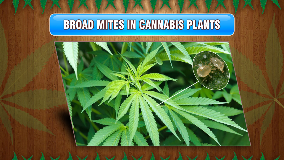 broad mites cannabis plants