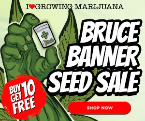 brucebanner