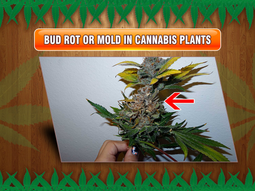 bud-rot-or-mold-cannabis-plants