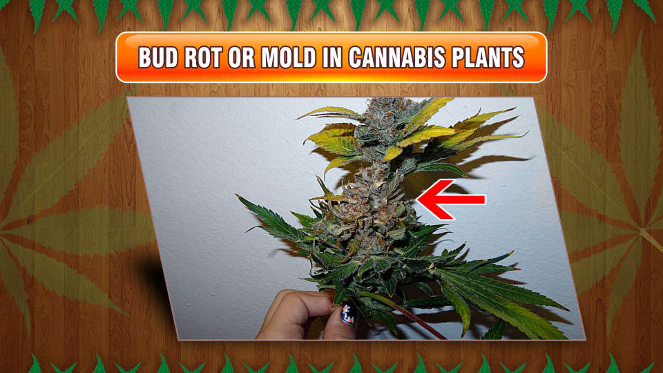 bud-rot-or-mold-cannabis-plants