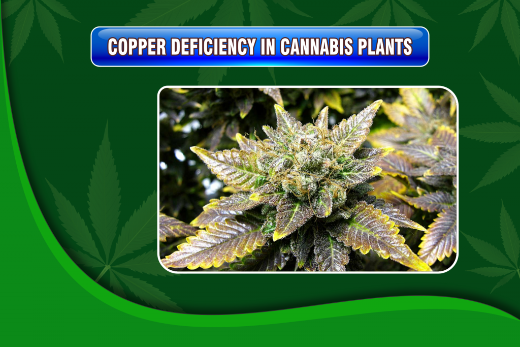Copper Deficiency In Cannabis Plants Potgage