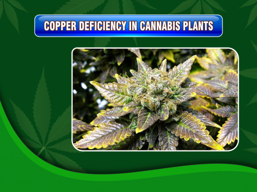 copper-deficiency-cannabis-plants