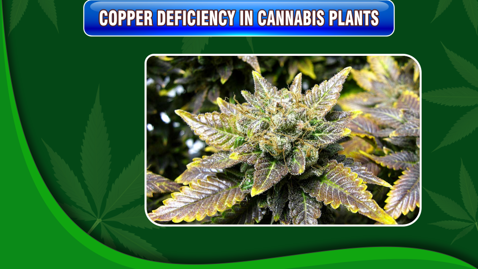 copper-deficiency-cannabis-plants
