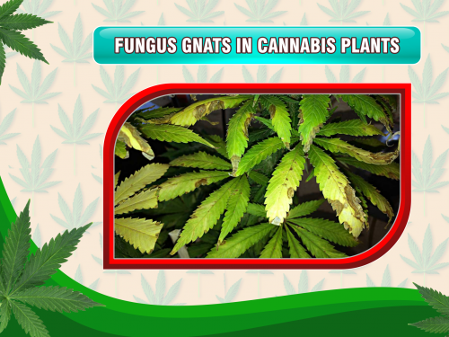 fungus-gnats-cannabis-plants