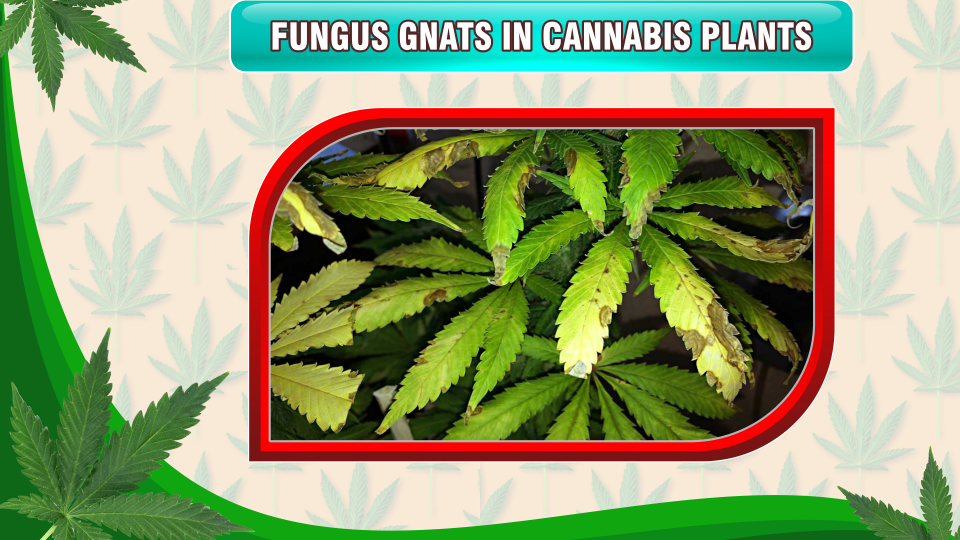 fungus-gnats-cannabis-plants