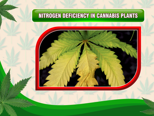 nitrogen-deficiency-cannabis-plants