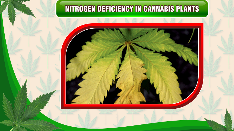 nitrogen-deficiency-cannabis-plants