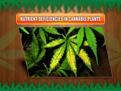 nutrient-deficiencies-cannabis-plants