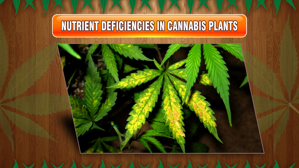 nutrient-deficiencies-cannabis-plants