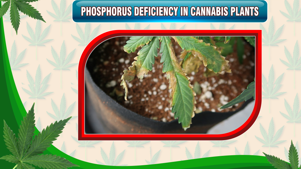 Phosphorus Deficiency