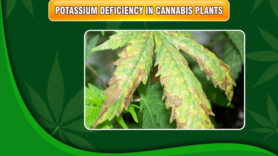 potassium-deficiency-cannabis-plants