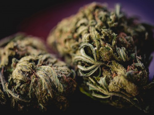 best marijuana strain