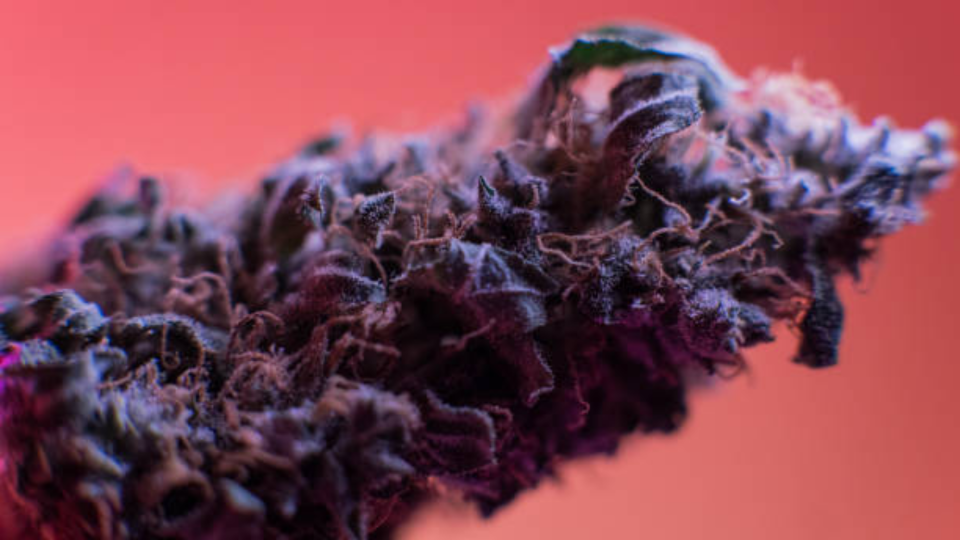 granddaddypurpleautoflower